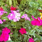 Lan Nhu Bui - @lannhubui - Instagram