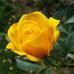 Nhu Bui - Facebook