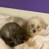 nia.and.bailey - @nia.and.bailey - TikTok
