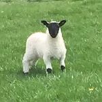 Niall Ward - @niall_ward234 - Instagram