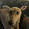 niamhmaxwell29 - @niamhmaxwelldw - TikTok