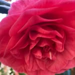 Nic Bishop-Perdue - @20bpnic - Instagram