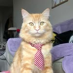 Nic Campos - @bigfatcheddar44 - Instagram