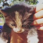 Nicholas Adair - @houston_kats - Instagram