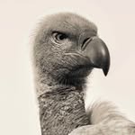 Nicholas Appelbaum - @nappelbaum - Instagram