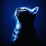 Nicholas Barnhart - @nick_rose15 - Instagram