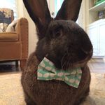 Basil Nicholas Bunny - @basil.nicholas.bunny - Instagram