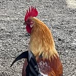 Nicholas Blaylock - Facebook