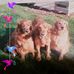 Nicholas Boller - Facebook