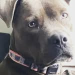 Nicholas M. Boykin - @nico53784 - Instagram