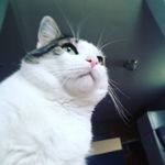Nicholas Bragg - @gtr42in - Instagram