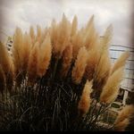 Nicholas Branco - @nicholasbranco64 - Instagram