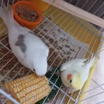Nicholas & Penelope - @nicholas_penelope_calopsitas - Instagram