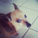 Nicholas Cattaneo - @niko_catta_02 - Instagram