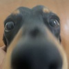 Nicholas Cerrone - @nicholas_cerrone - TikTok