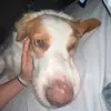 nchristman_99 dog - @nickolaschristman - TikTok