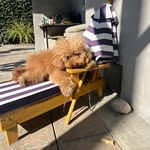Nicholas Claxton - @hatchimatchi003 - Instagram