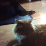 Nicholas Comeau - @nicocomo1 - Instagram