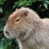 Nicholas Constantinescu - @nicholas.constant54 - TikTok