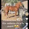 nicholas costa 🐎 - @nicholascosta951 - TikTok