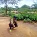 Nicholas Kiprop Kedii - Facebook