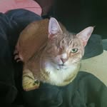 Nicholas Covert - @comfy_cat125 - Instagram