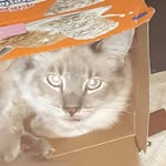 Nicholas Covert - @big_rat_king - Instagram