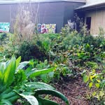 Nicholas dang - @rbhs_gardenclub - Instagram