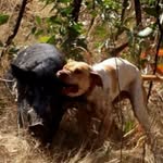 nicholas deem - @mad_pig_chaser1 - Instagram