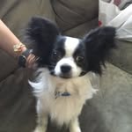 Nicholas Doucette - @nickandpuppies - Instagram