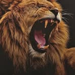 Nicholas Eagle Chawanda - Facebook