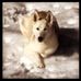 Nick Giarrusso - Facebook