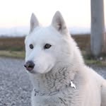 Nicholas - @nicholasgregoriphoto - Instagram
