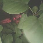 Nicholas Hickey - @pong_lenis1 - Instagram