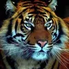 प्रेम_पांडावदरा_/_Pr - @nicholas.jim62 - TikTok