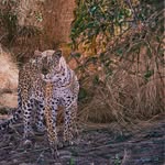 Nicholas Jim - @jim_nicholas_artworks - Instagram