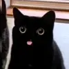 猫 | 几丨匚卄ㄖㄥ卂丂 Ҝ乇几ᗪ卂ㄥㄥ - @_nicholaskendall_ - TikTok
