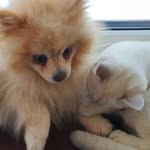 dog and cat - @nicholas_kiten - Instagram