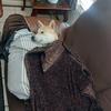 Nicholas abate - @nicholas.abate1 - TikTok