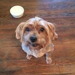 Nicholas Lanier - @hkgcoolguy - Instagram
