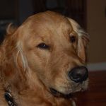 Nicholas Lessard - @nicholas.lessard.581 - Instagram