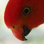 Nicholas Lindner - @birbinstreet - Instagram