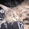 Linkin Zack - @linkin.nicholas4 - TikTok