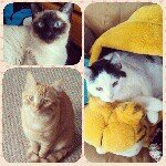 Nicholas, Link, and Lux - @legendof_link_lux_nick - Instagram