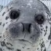 Nick.snotzilla - @nicholasloeraa - TikTok