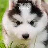 nicholas17luca - @nicholas17luca - TikTok
