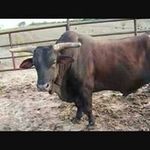 Nicholas Maness - @nicholas.maness - Instagram
