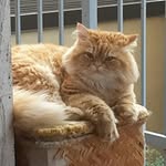 niko - @nicholasmastrogiacomo05 - Instagram