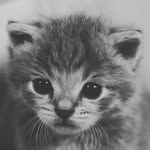 Nicholas McBeth - @nick.mcbeth.cats - Instagram