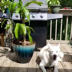 plants4you - @nicholas.neace - Instagram